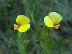 Bossiaea heterophylla