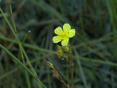 Liparophyllum exaltatum