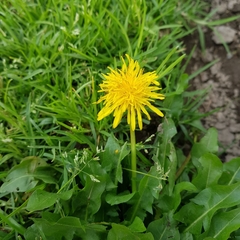 Taraxacum officinale