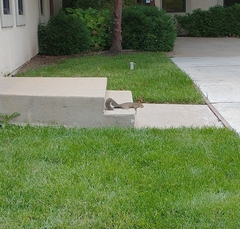 Sciurus carolinensis