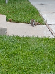 Sciurus carolinensis