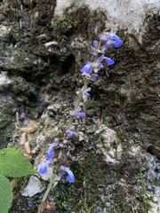 Salvia compsostachys