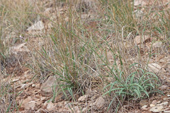 Mirabilis linearis linearis