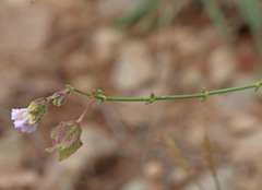 Mirabilis linearis linearis