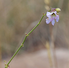 Mirabilis linearis linearis
