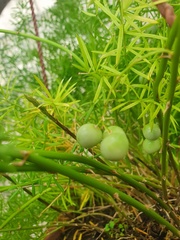 Asparagus