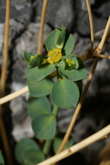 Euphorbia schizoloba