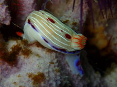 Hypselodoris capensis
