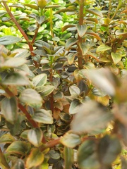 Rotala rotundifolia