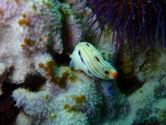 Hypselodoris capensis