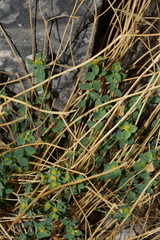 Euphorbia schizoloba