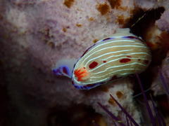 Hypselodoris capensis