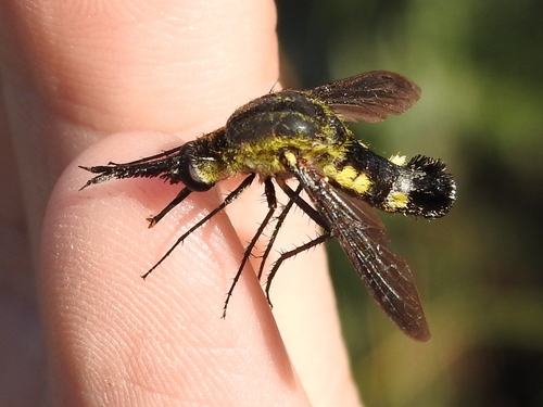 Scaly Bee Fly photo 5