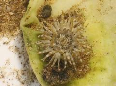Anthopleura aureoradiata image