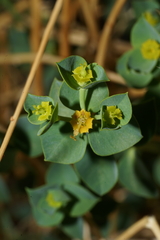 Euphorbia schizoloba