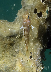 Sebastes caurinus