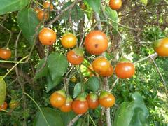 Cordia caffra