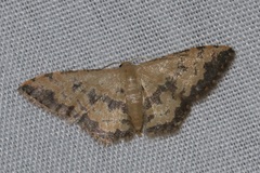 Idaea phaeocrossa