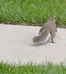 Sciurus carolinensis