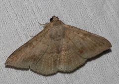 Ericeia subcinerea