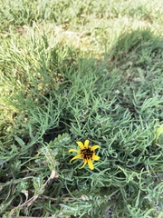 Helianthus ciliaris