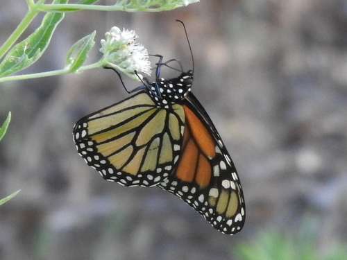 Monarch photographed in Texas