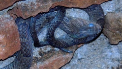 Trimorphodon paucimaculatus