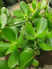 Crassulaceae