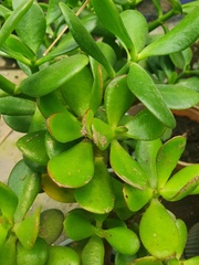 Crassulaceae