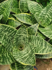 Sansevieria