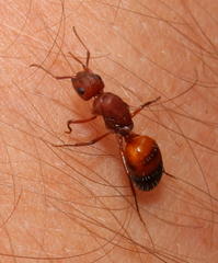 Camponotus robecchii rhodesianus