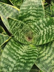 Sansevieria