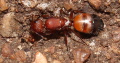 Camponotus robecchii rhodesianus
