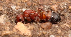 Camponotus robecchii rhodesianus