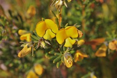 Gompholobium virgatum