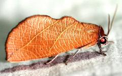 Arcyophora longivalvis