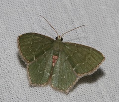 Hemithea tritonaria