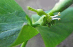 Euphorbia