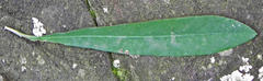 Euphorbia