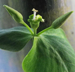 Euphorbia