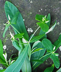 Euphorbia