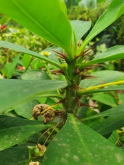 Angiospermae