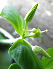 Euphorbia
