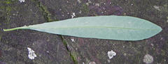 Euphorbia