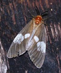 Palasea albimacula