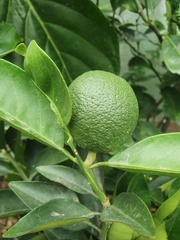 Citrus