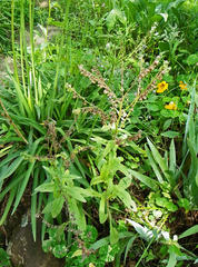 Cynoglossum