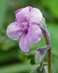 Cynoglossum
