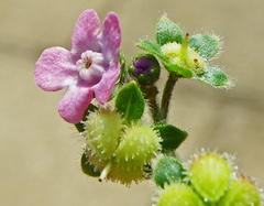 Cynoglossum