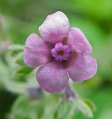 Cynoglossum